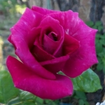 Purple Beauty / Перпл Б’юті